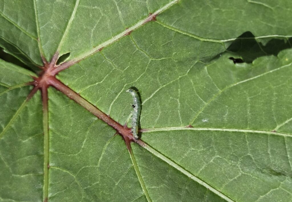 金木犀の虫被害とハマキムシによる食害のデメリット