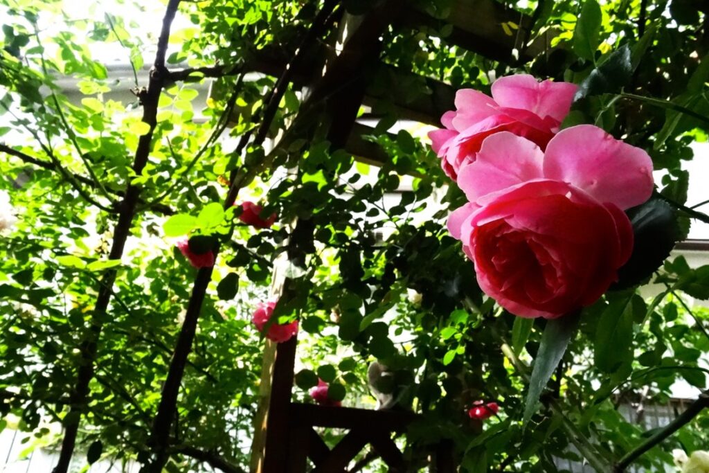 小さい庭に立体感を出すアーチやオベリスクの活用術