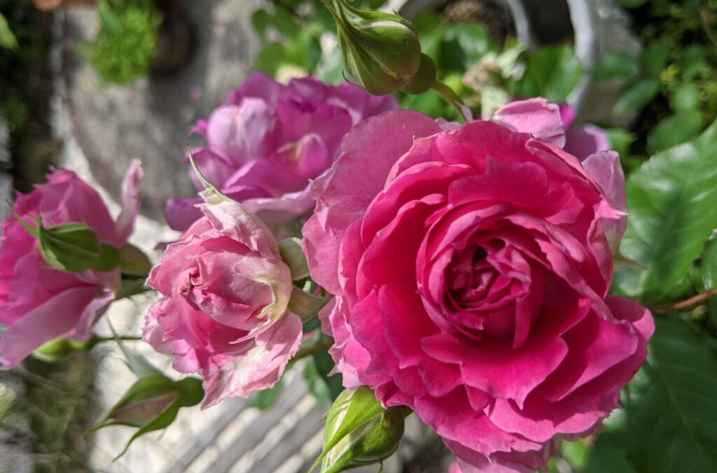 初心者に推奨される強健でコンパクトなバラの種類4