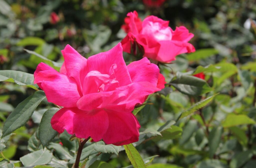 初心者に推奨される強健でコンパクトなバラの種類