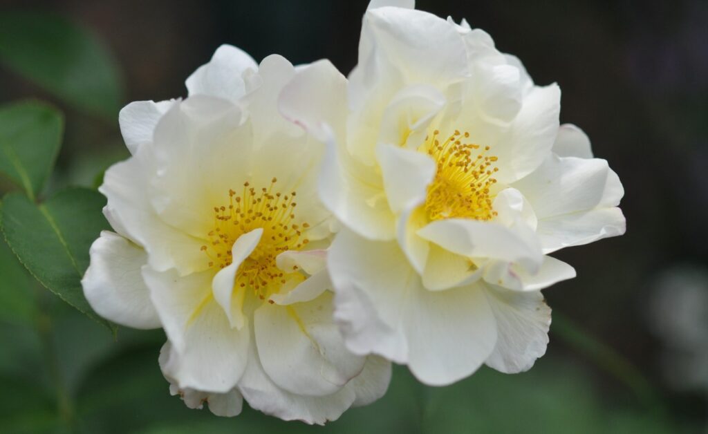 日陰の多い狭い場所でも開花する耐陰性に優れた品種4