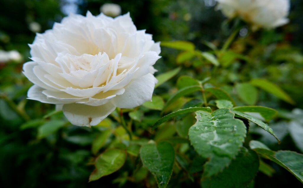 初心者に推奨される強健でコンパクトなバラの種類2