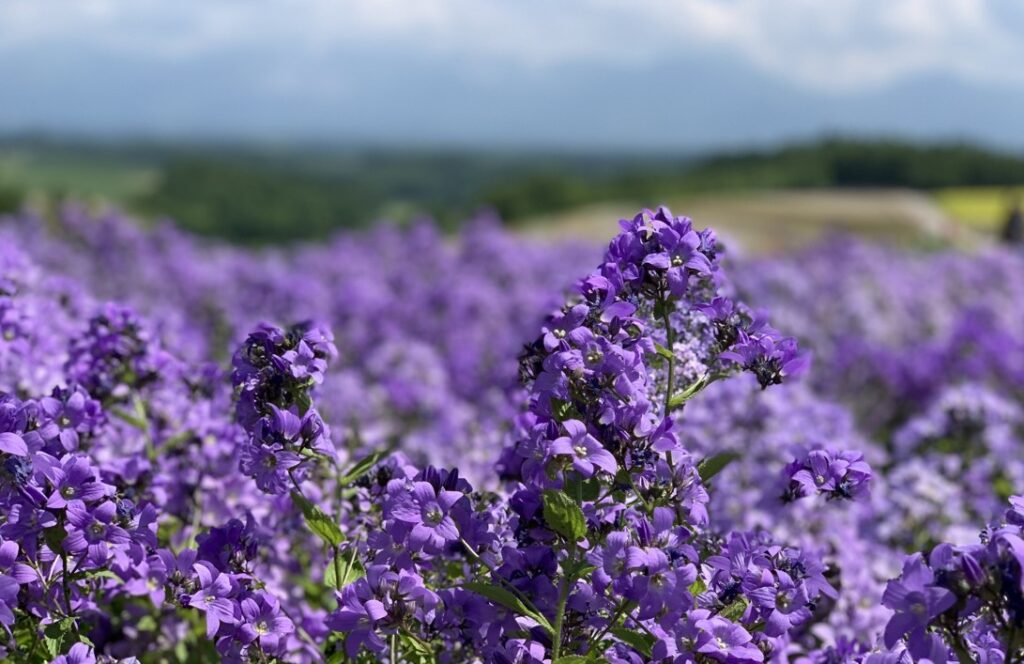 バラを保護するコンパニオンプランツの混植アイデア5