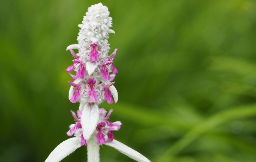 バラを保護するコンパニオンプランツの混植アイデア3