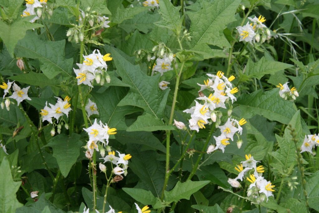 猛毒を持つワルナスビの危険性と見分け方