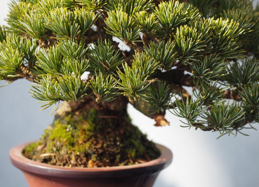 手間がかからず育てやすい五葉松は初心者向き