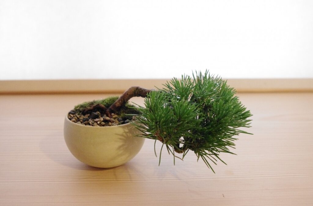 信頼できるミニ盆栽販売店で見つける理想の樹形