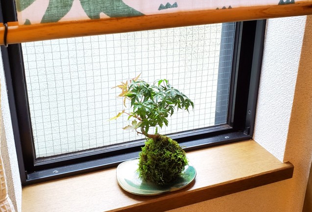 初心者に人気のミニ盆栽の魅力と管理のコツ