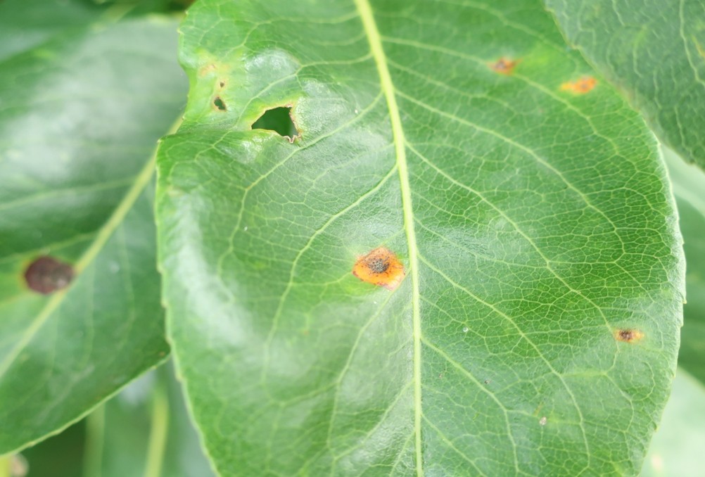 厄介な赤星病から大切な樹を守る病害虫防除の基本