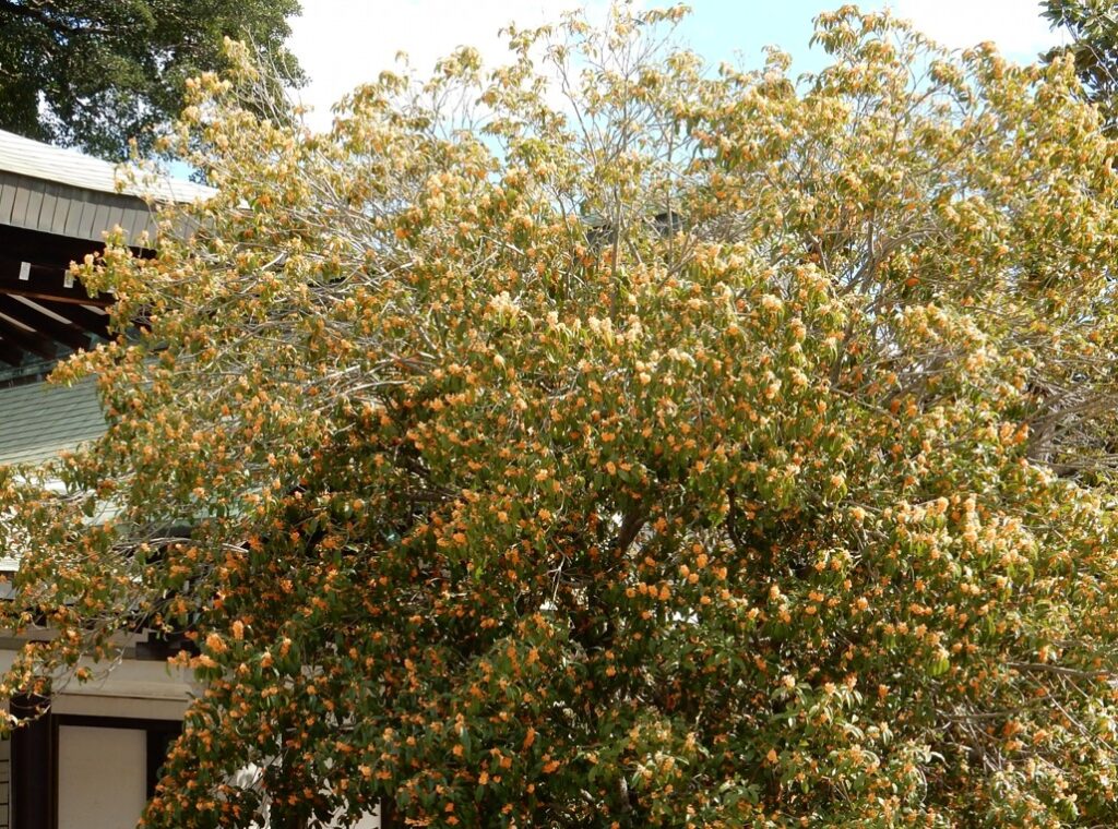 大きくなりすぎる成長速度と狭い庭での配置リスク