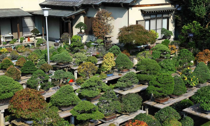 東京や埼玉の有名店で実物を見て選ぶメリット