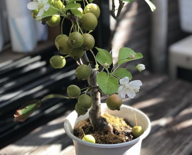 りんごの盆栽とは姫リンゴ