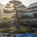 庭の松の木を切るダメな日は？