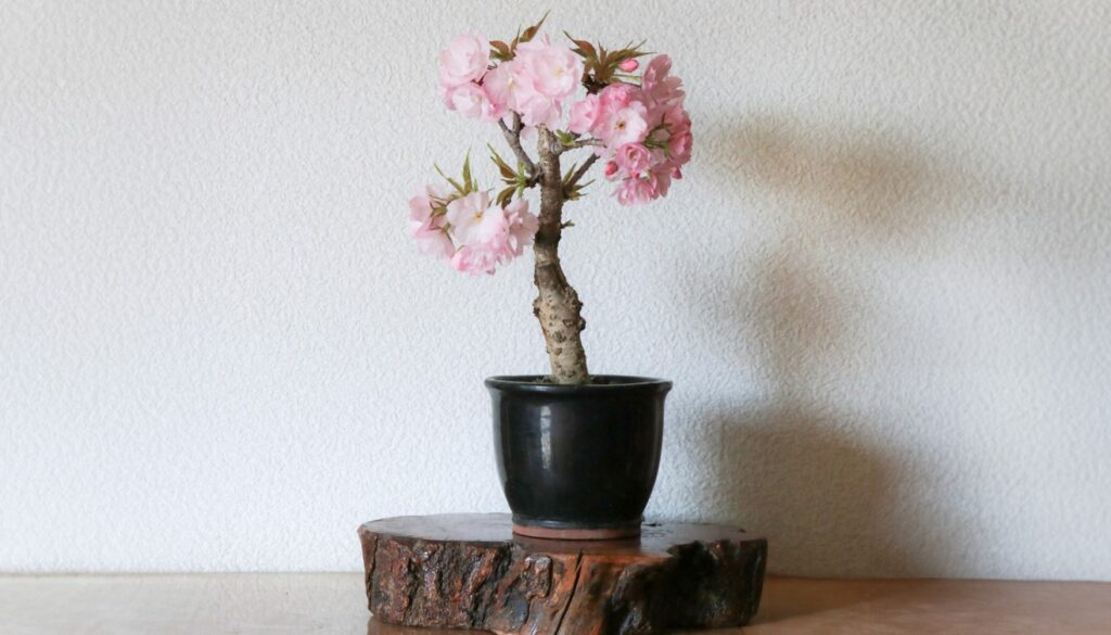  四季を愛でるモミジや桜は盆栽初心者への定番2