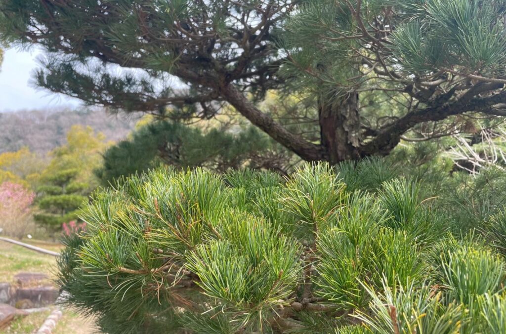 神様が宿る松の木と祟りの迷信が持つ本当の意味