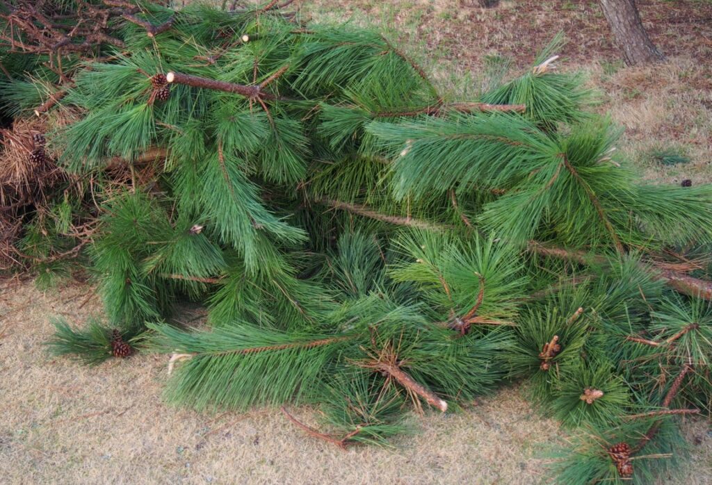 大犯土や小犯土の期間に松を伐採してはいけない理由