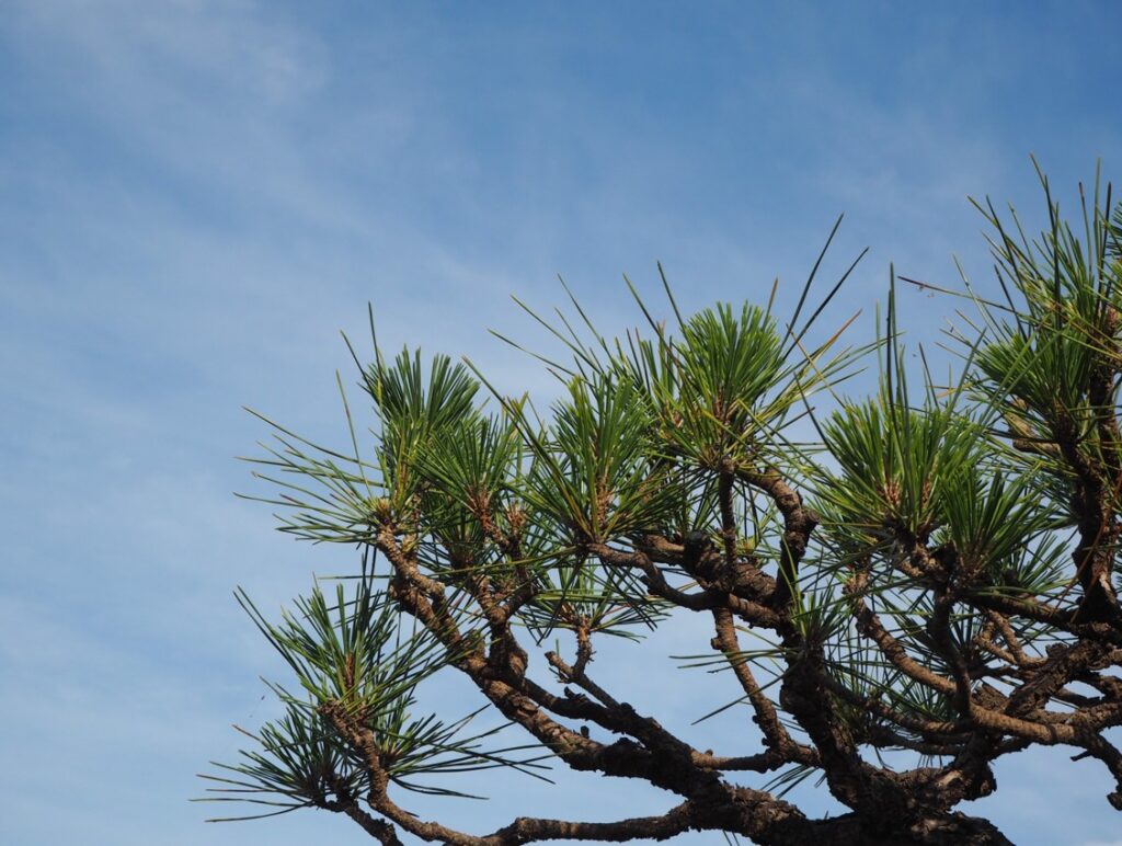 庭の松の木を切るのにダメな日を正しく知り安全に供養する