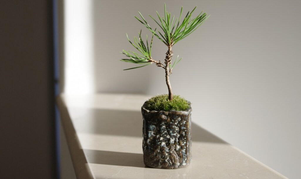 日当たりと風通しの良い置き場所の重要性