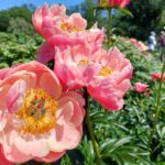 芍薬を庭に植えてはいけない理由とは？風水や安全面の注意点を解説