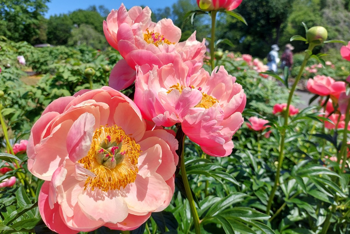 芍薬を庭に植えてはいけない理由とは？風水や安全面の注意点を解説