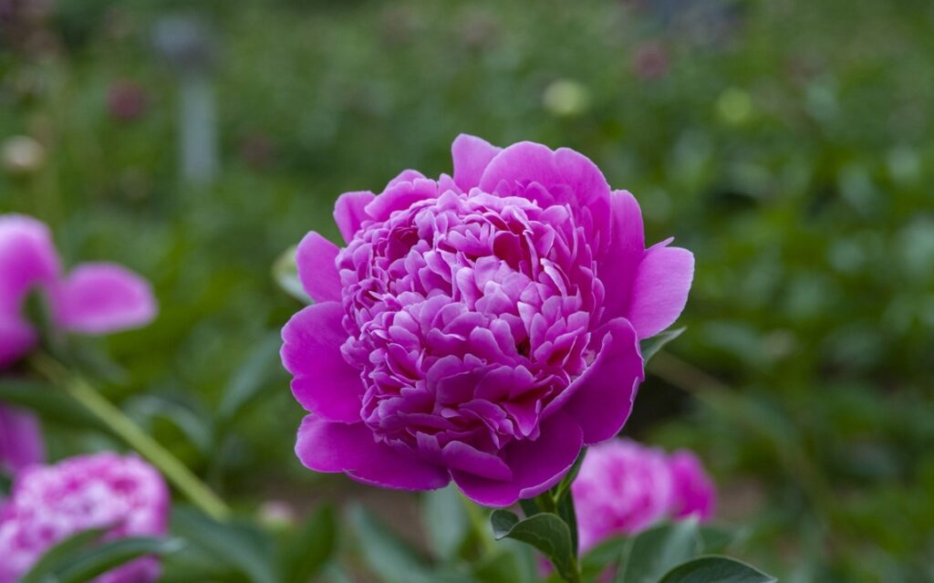 紫色の芍薬が持つ怖い花言葉と選ぶ際の注意点