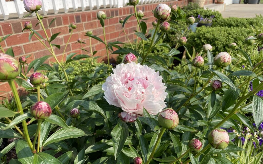 芍薬を庭に植えてはいけない理由を理解して楽しもう