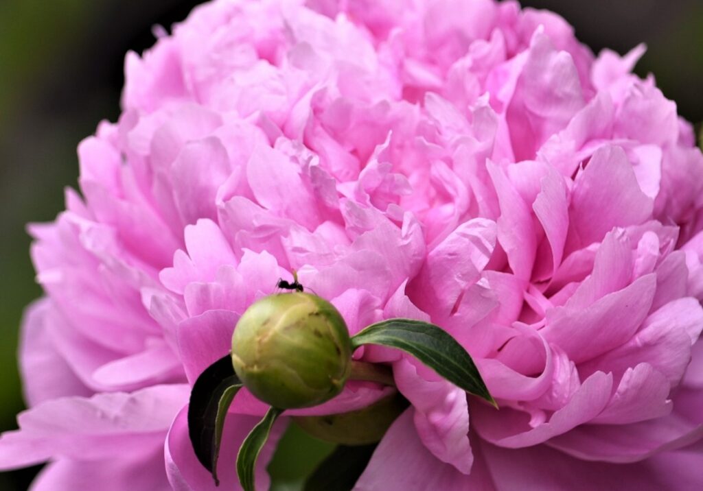 芍薬の蕾にアリが寄る理由と生態学的な共生関係