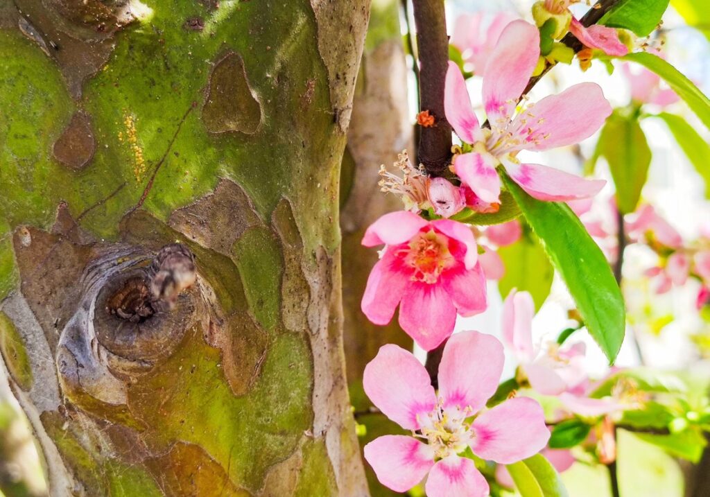 花梨：美しい実が成る植物としての特徴と鑑賞のポイント