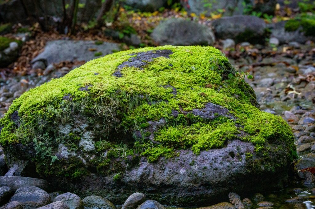 強アルカリの性質で庭の頑固な苔を除去する効果