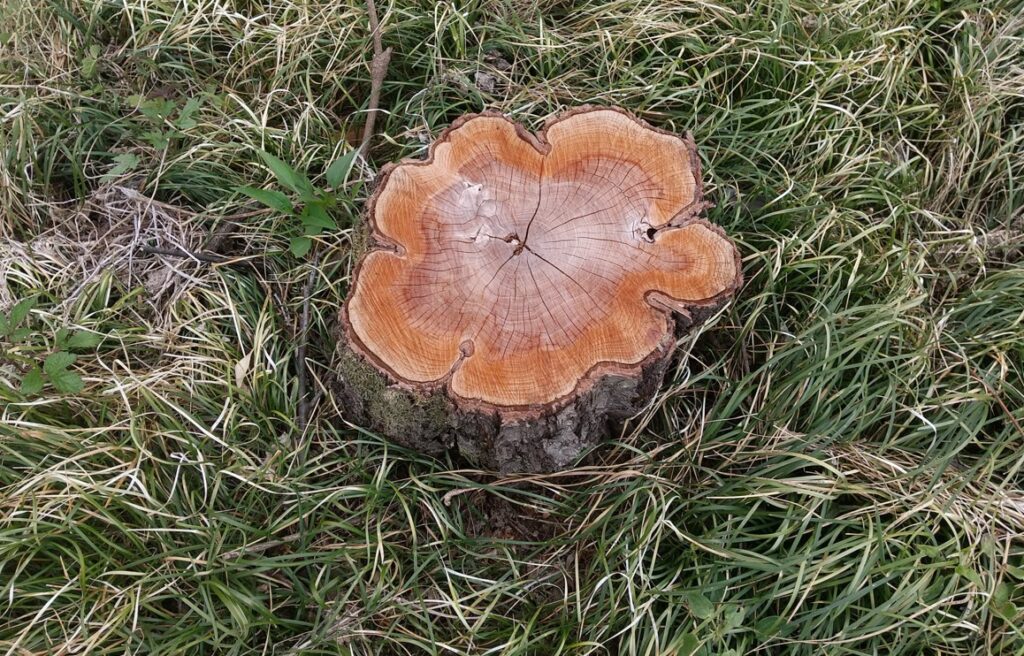 施工の邪魔になる切り株を適切に処理する手順