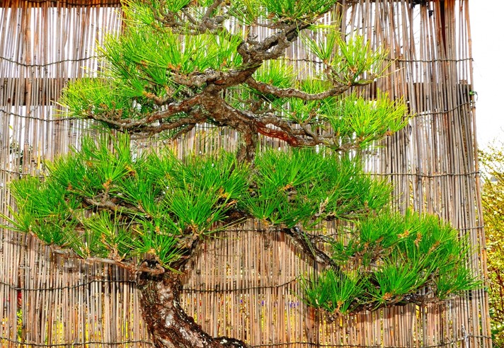 定番の松や真柏は盆栽初心者への一押し品種