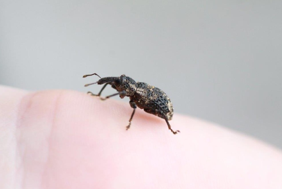 オリーブアナアキゾウムシなどの害虫による枯死の脅威