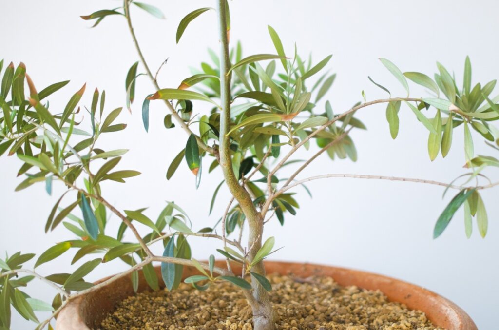 地植えを避けて鉢植えで育てるメリットと管理のコツ