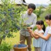 ブルーベリーを庭木にするデメリットは？後悔しないための栽培リスクを解説