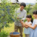 ブルーベリーを庭木にするデメリットは？後悔しないための栽培リスクを解説