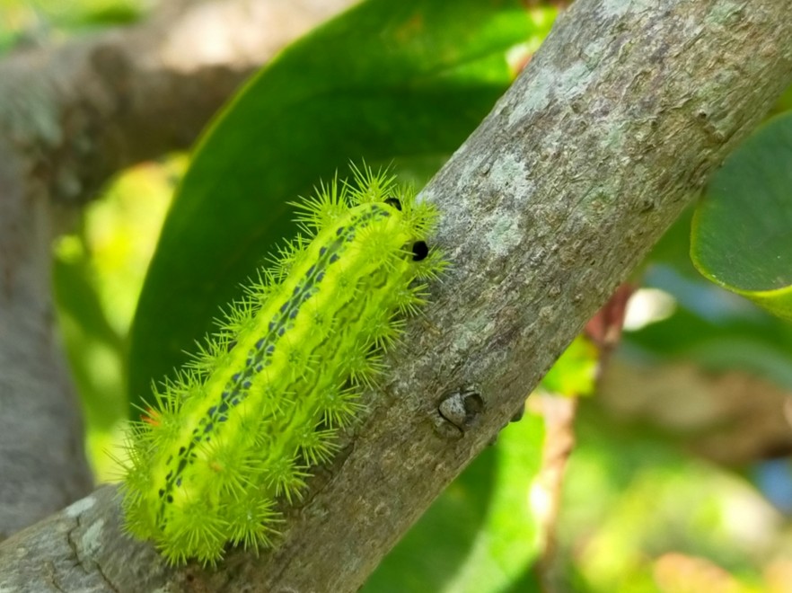 イラガやコガネムシなど害虫被害を最小限にする対策