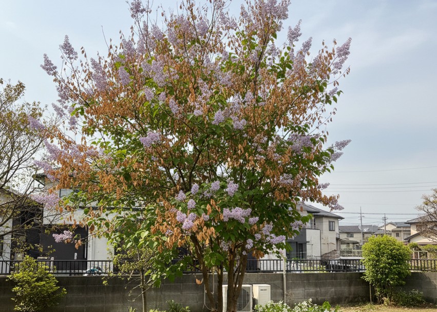 暑さに弱く日本の暖地で後悔しやすい生理的性質