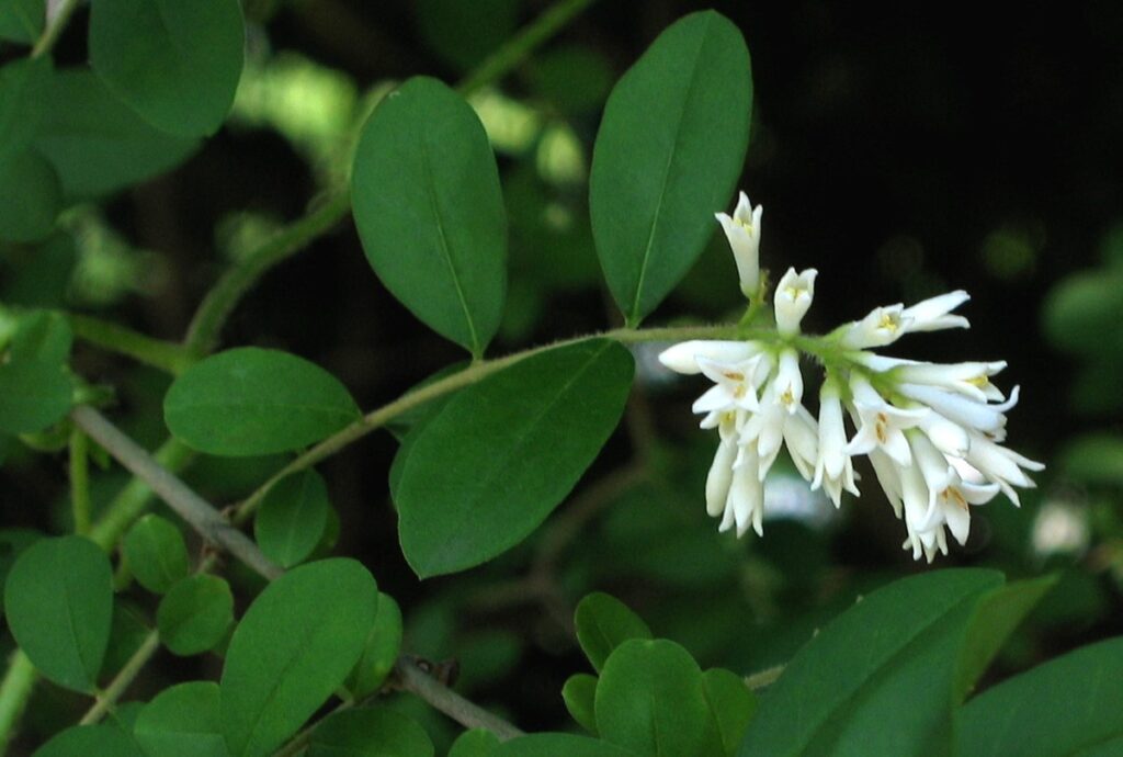 台木のイボタノキが成長して木が入れ替わるリスク