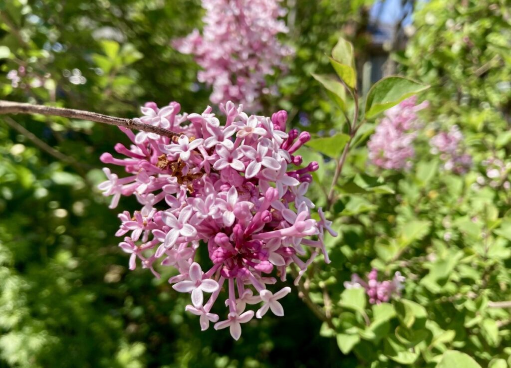 大きくならない姫ライラックで後悔を防ぐ代替案