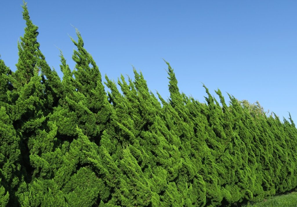 目隠しにおすすめな常緑コニファーの人気品種