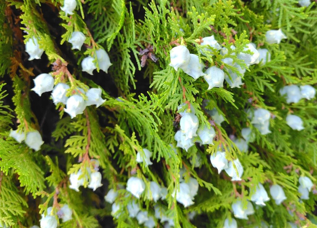 目隠しにおすすめな常緑コニファーの人気品種