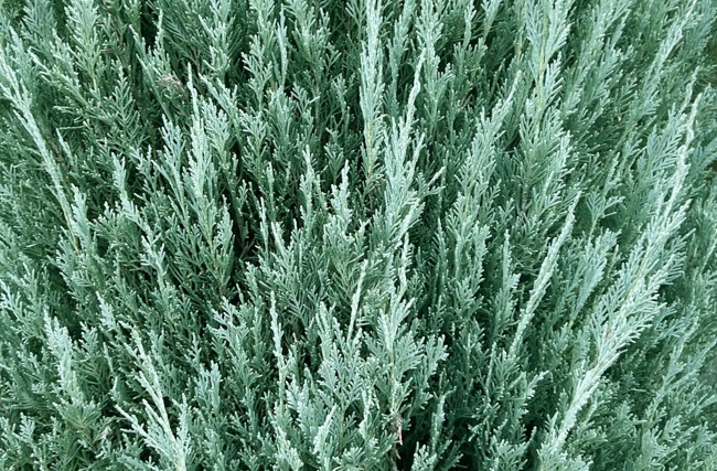 狭い庭でも圧迫感がないスリムな品種の選び方