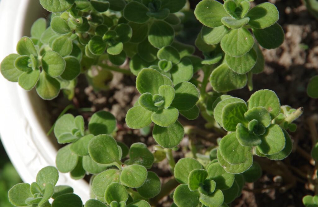 アロマティカスなどゴキブリが嫌うハーブの配置術