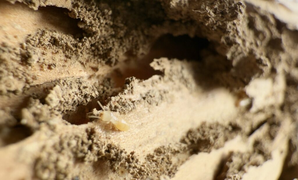 ヤマトシロアリなどの食害を防ぐための点検ポイント