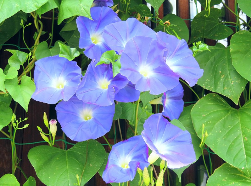 朝顔を庭に植えてはいけない結論と持続可能な管理