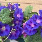 朝顔を庭に植えてはいけない？驚異の繁殖力と失敗しない管理術を解説