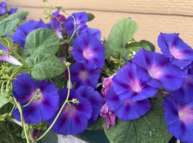 朝顔を庭に植えてはいけない？驚異の繁殖力と失敗しない管理術を解説