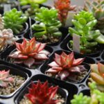 和歌山の庭の雑貨屋Aruruで多肉植物とモルタル造形の魅力を楽しむ