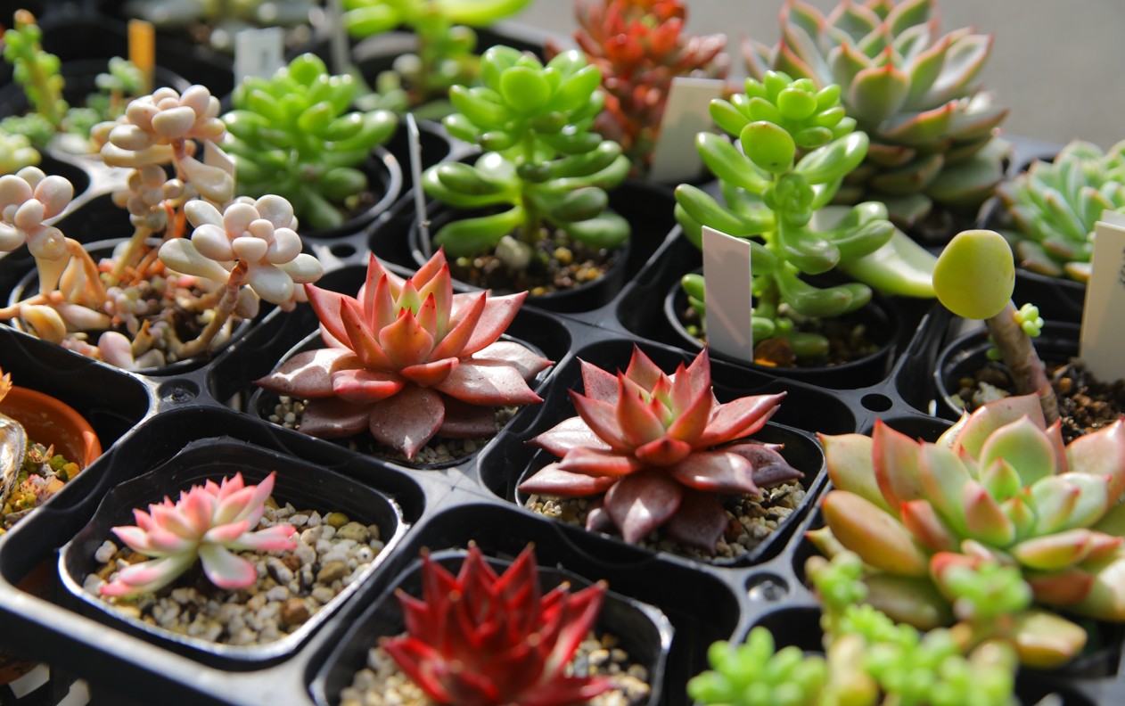 和歌山の庭の雑貨屋Aruruで多肉植物とモルタル造形の魅力を楽しむ