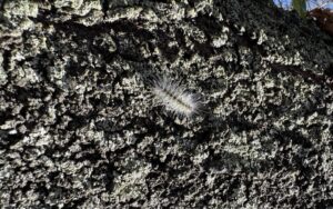 アメリカシロヒトリの爆発的繁殖